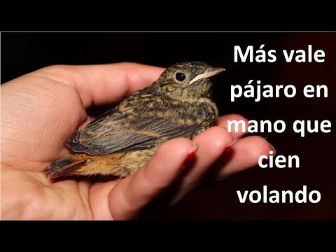 El valor del pájaro en mano: Significado y reflexiones