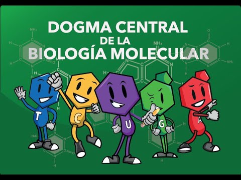 Etapas del Dogma de la Biología Molecular: Descubre la secuencia fundamental de la vida